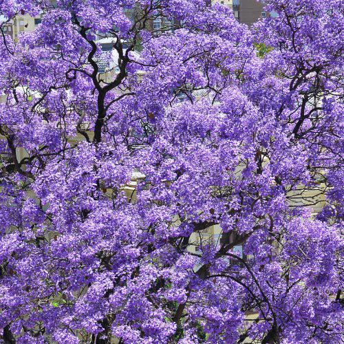 purple Paulownia