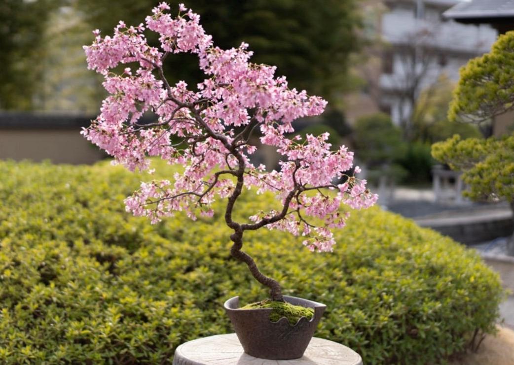 Pink Cherry Blossom Bonsai Tree seeds, Sakura home decor gift for him her mom dad teacher gardening DIY flowering plants perennial