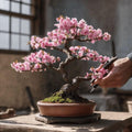 Japanese Pink Cherry Blossom Bonsai Tree seeds, Sakura home decor gift for him her mom dad teacher gardening DIY flowering plants perennial