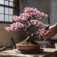 Pink & White Cherry Blossom Bonsai Tree Seeds: Japanese Sakura, Gardening Flowering Perennial, Garden House Plants, Frost Hardy DIY Flower