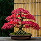 Red Maple Bonsai tree seeds, frost hardy perennial gift for him her mom dad teacher home decor birthday house plants DIY gardening easy care