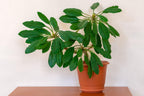 Madagascar Jewel Seeds: Organic House Plant, Euphorbia, Easy to Grow, with Simple Instructions