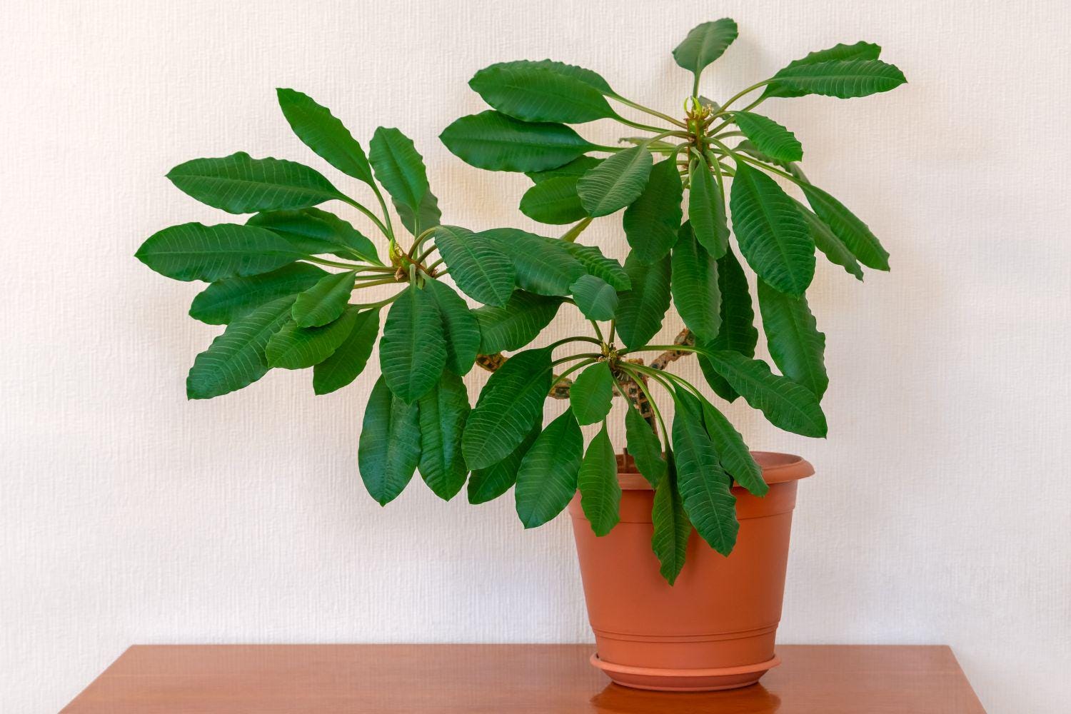 Madagascar Jewel Seeds: Organic House Plant, Euphorbia, Easy to Grow, with Simple Instructions
