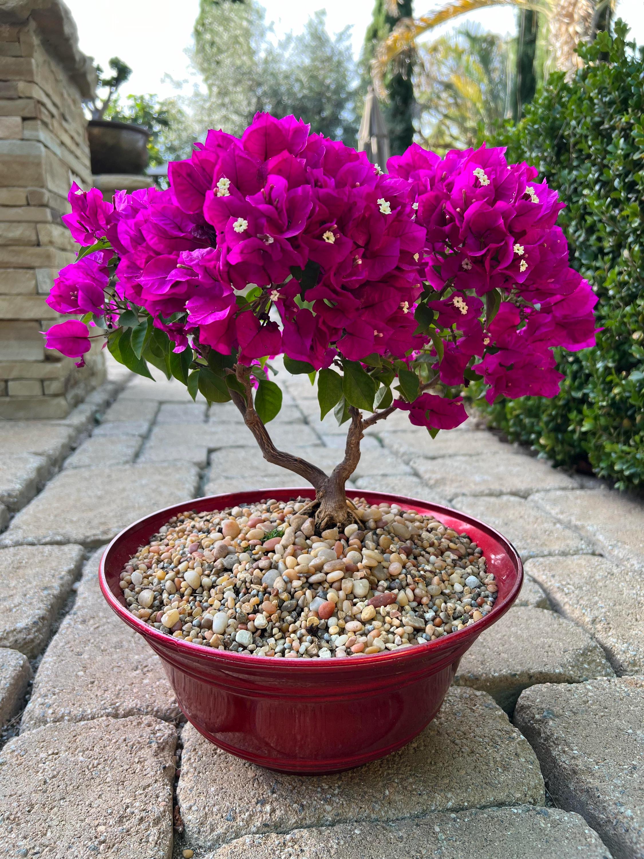 Purple Flowering Bonsai Tree Seeds: Easy to Grow Garden and House Plant