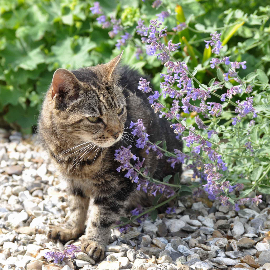 Cat Mint Seeds: Perennial Flowering Plant, Pet Friendly and Safe, Cats Love This, Organic Gardening