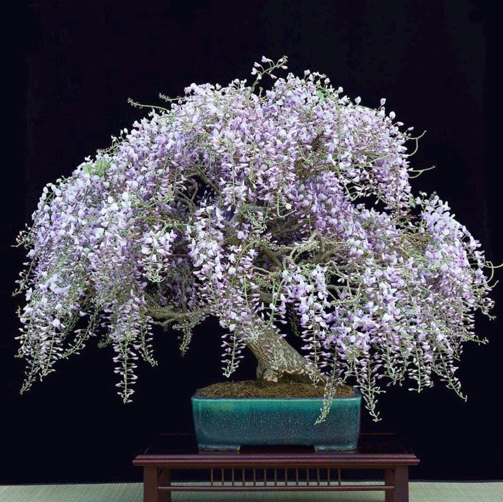 Blue Purple Wisteria Bonsai Tree seeds, home decor gift for him her mom dad teacher gardening DIY flowering house plants perennial easy care
