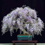 Blue Purple Wisteria Bonsai Tree seeds, home decor gift for him her mom dad teacher gardening DIY flowering house plants perennial easy care