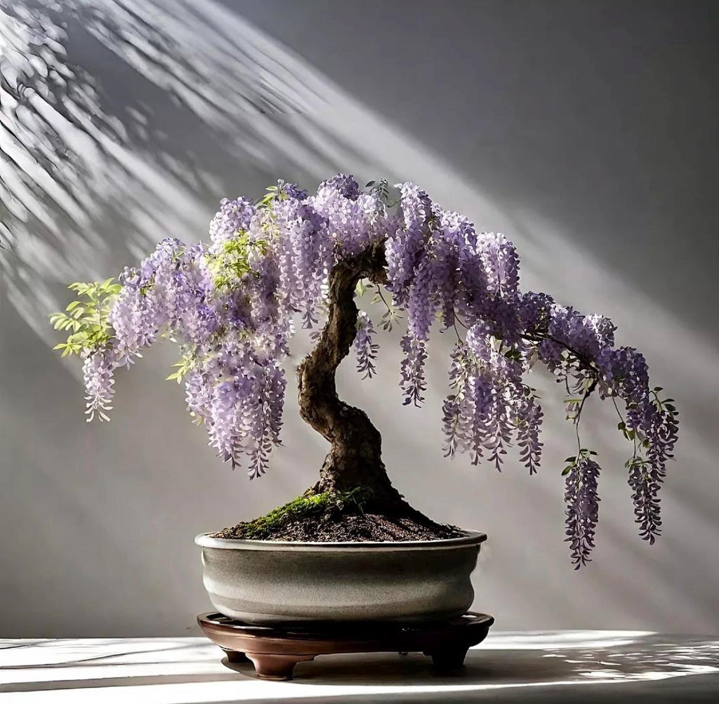 Blue Purple Wisteria Bonsai Tree seeds, home decor gift for him her mom dad teacher gardening DIY flowering house plants perennial easy care