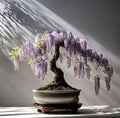 Blue Purple Wisteria Bonsai Tree seeds, home decor gift for him her mom dad teacher gardening DIY flowering house plants perennial easy care