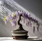 Blue Purple Wisteria Bonsai Tree seeds, home decor gift for him her mom dad teacher gardening DIY flowering house plants perennial easy care