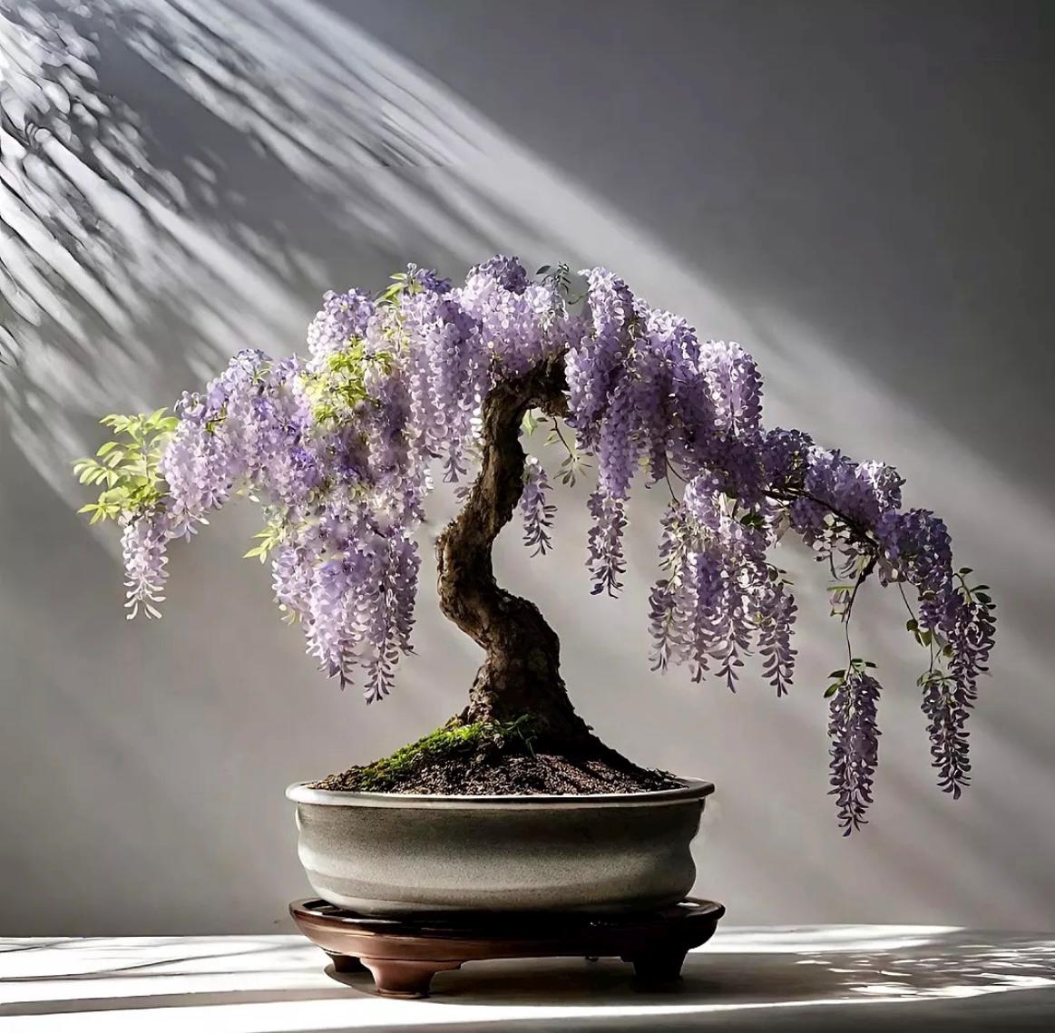 Blue Purple Wisteria Bonsai Tree seeds, home decor gift for him her mom dad teacher gardening DIY flowering house plants perennial easy care