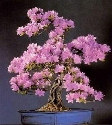 Pink Flowering Bonsai Tree seeds, Judas Tree, best gift for him her mom dad teacher home decor gardening DIY birthday flowering perenial