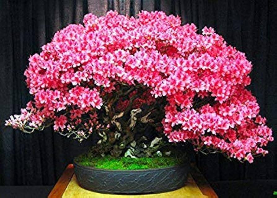 Pink Flowering Bonsai Tree seeds, Judas Tree, best gift for him her mom dad teacher home decor gardening DIY birthday flowering perenial