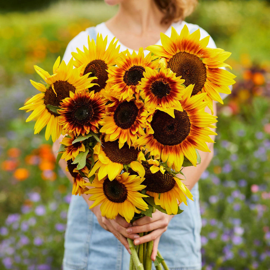 Ring of Fire Sunflower seeds, gift for him her mom dad teacher, indoor outdoor home decor birthday present DIY flowering plants gardening
