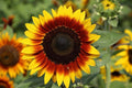 Ring of Fire Sunflower seeds, gift for him her mom dad teacher, indoor outdoor home decor birthday present DIY flowering plants gardening