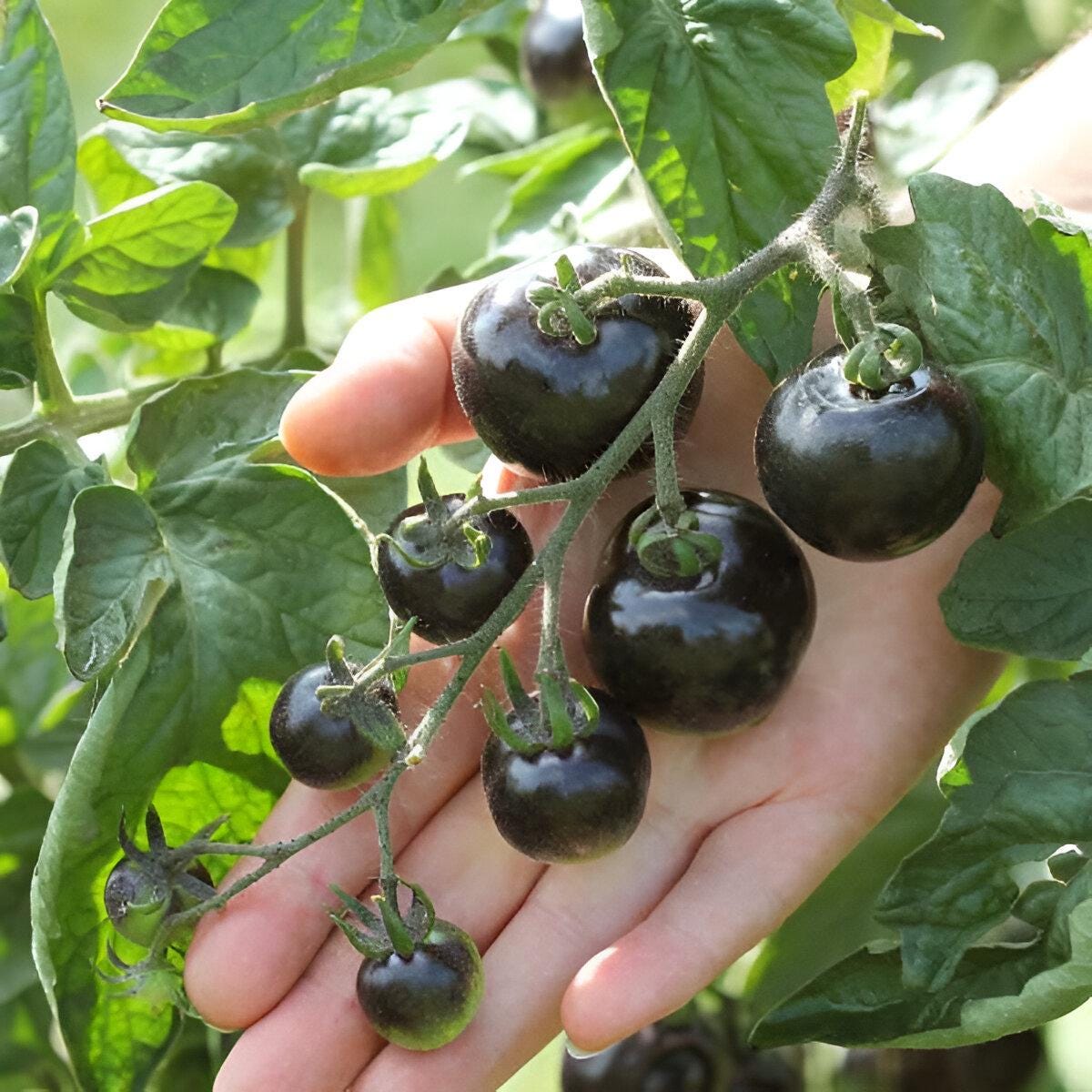 Black Tomato Seeds, best gift for him her mom dad teacher, home decor organic DIY gardening, can grow in all zones fruit vegetables
