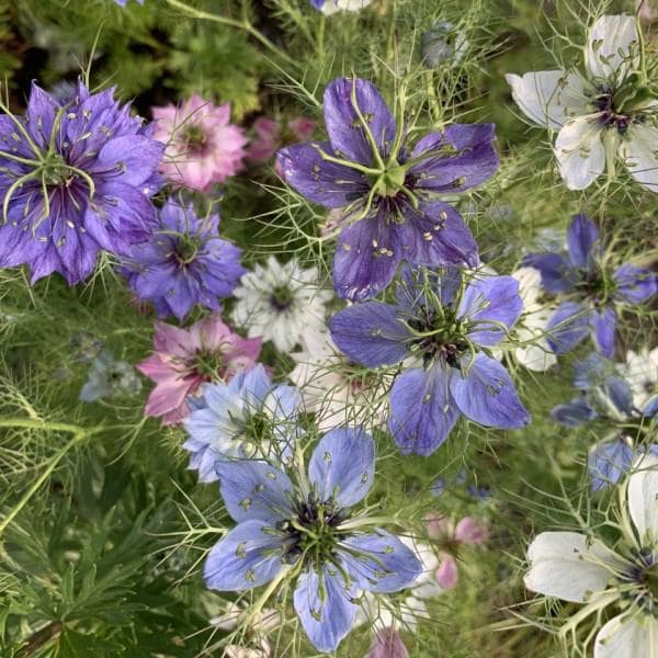 Fairy Flower seeds, kids love these gifts for him her mom dad teacher home decor DIY flowering house plants Persian Jewels, Love in the Mist