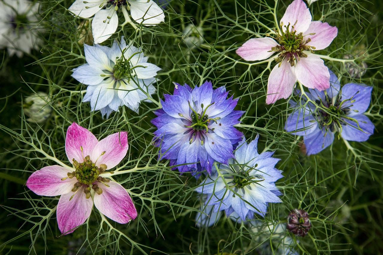 fairy flower seeds Fairy Flower Seeds