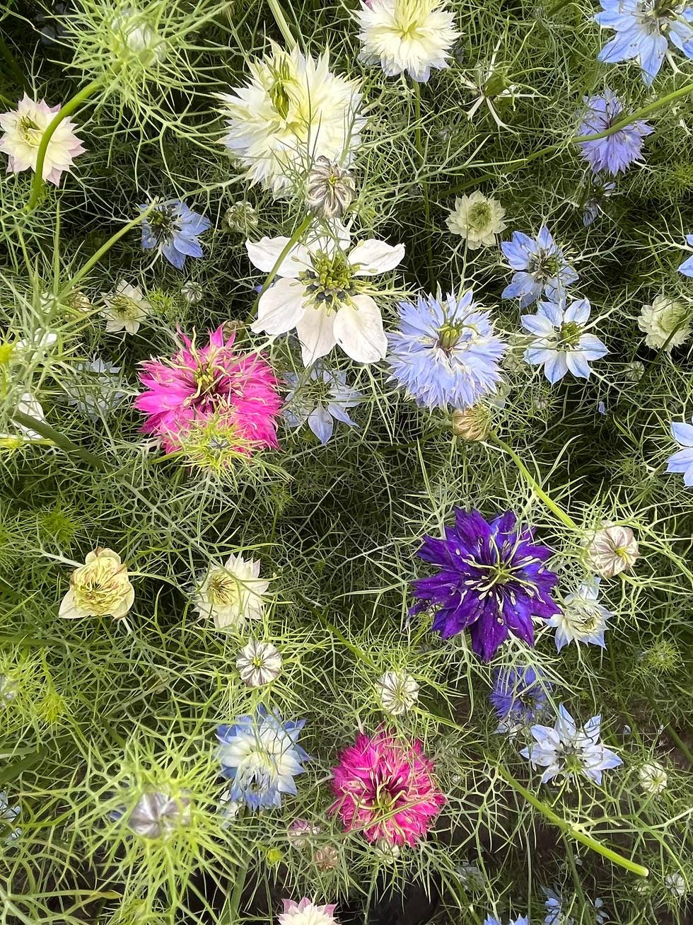 Fairy Flower seeds, kids love these gifts for him her mom dad teacher home decor DIY flowering house plants Persian Jewels, Love in the Mist