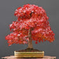 Red Maple Bonsai tree seeds, frost hardy perennial gift for him her mom dad teacher home decor birthday house plants DIY gardening easy care