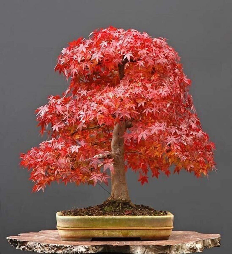 Red Maple Bonsai tree seeds, frost hardy perennial gift for him her mom dad teacher home decor birthday house plants DIY gardening easy care