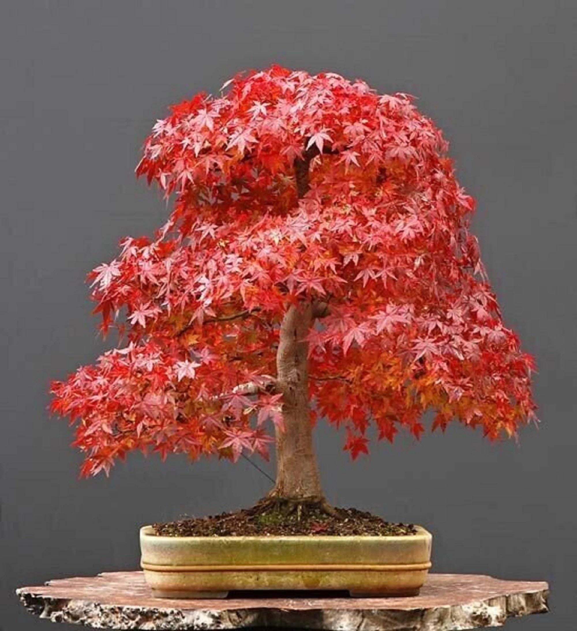 Red Maple Bonsai Tree Seeds: Acer Perennial for Indoor and Outdoor Gardening, Frost Hardy Perennial