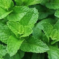 Mint seeds, Grow your own Mint in your kitchen or garden or balcony, gift for him her mom dad teacher, home decor DIY perennial herbs spices