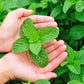 Mint seeds, Grow your own Mint in your kitchen or garden or balcony, gift for him her mom dad teacher, home decor DIY perennial herbs spices