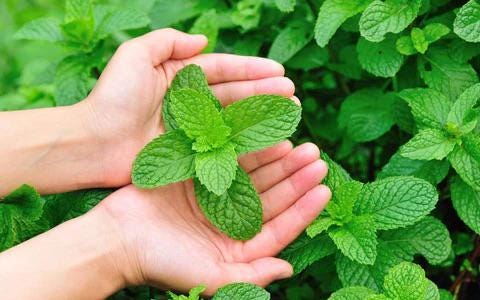 Mint seeds, Grow your own Mint in your kitchen or garden or balcony, gift for him her mom dad teacher, home decor DIY perennial herbs spices
