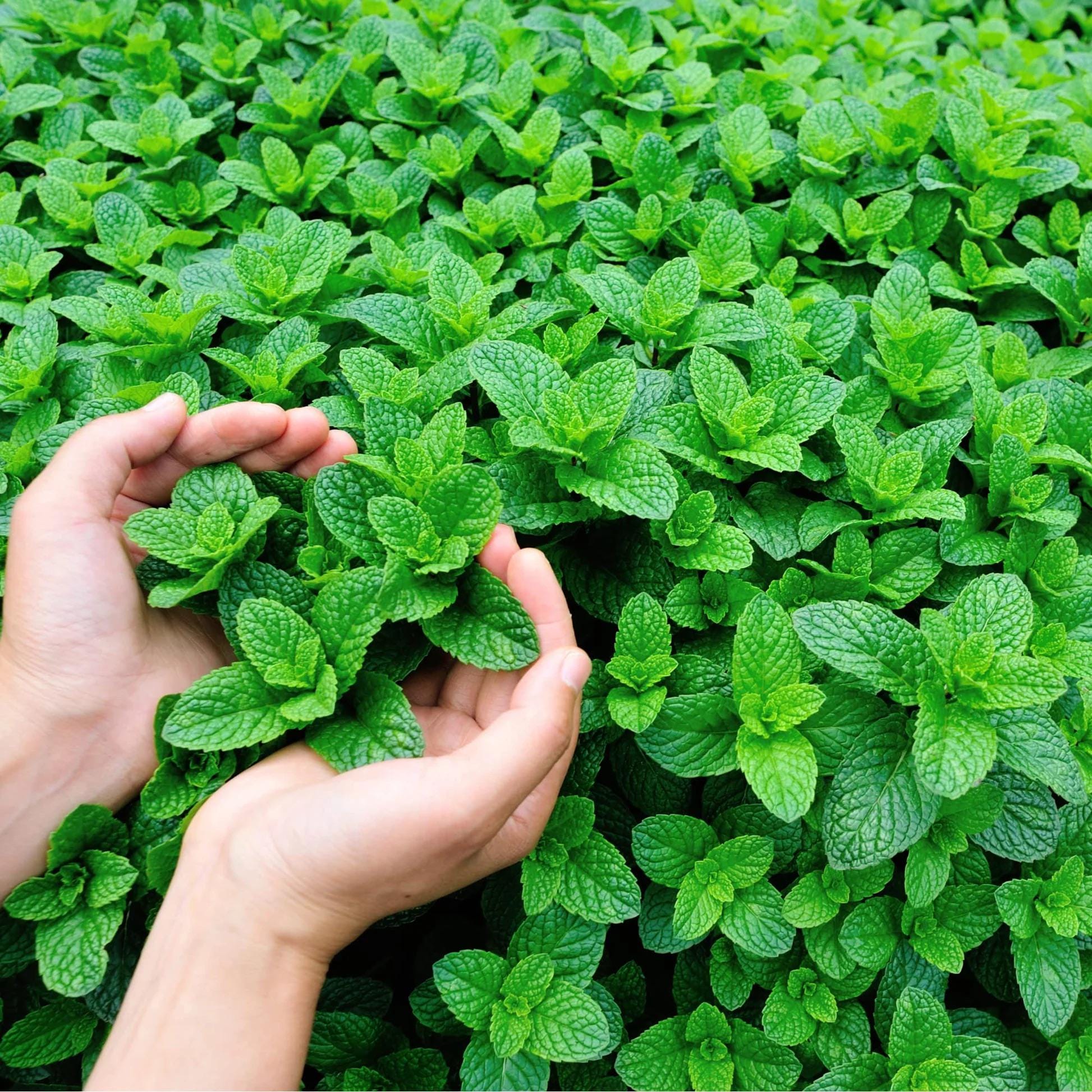 Mint seeds, Grow your own Mint in your kitchen or garden or balcony, gift for him her mom dad teacher, home decor DIY perennial herbs spices