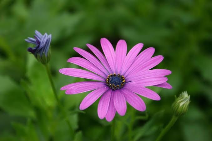 African Daisy Akila seeds, best gift for him her mom dad teacher, organic gardening, outdoor home decor birthday Purple White Pink