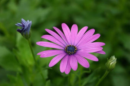 African Daisy Akila seeds, best gift for him her mom dad teacher, organic gardening, outdoor home decor birthday Purple White Pink