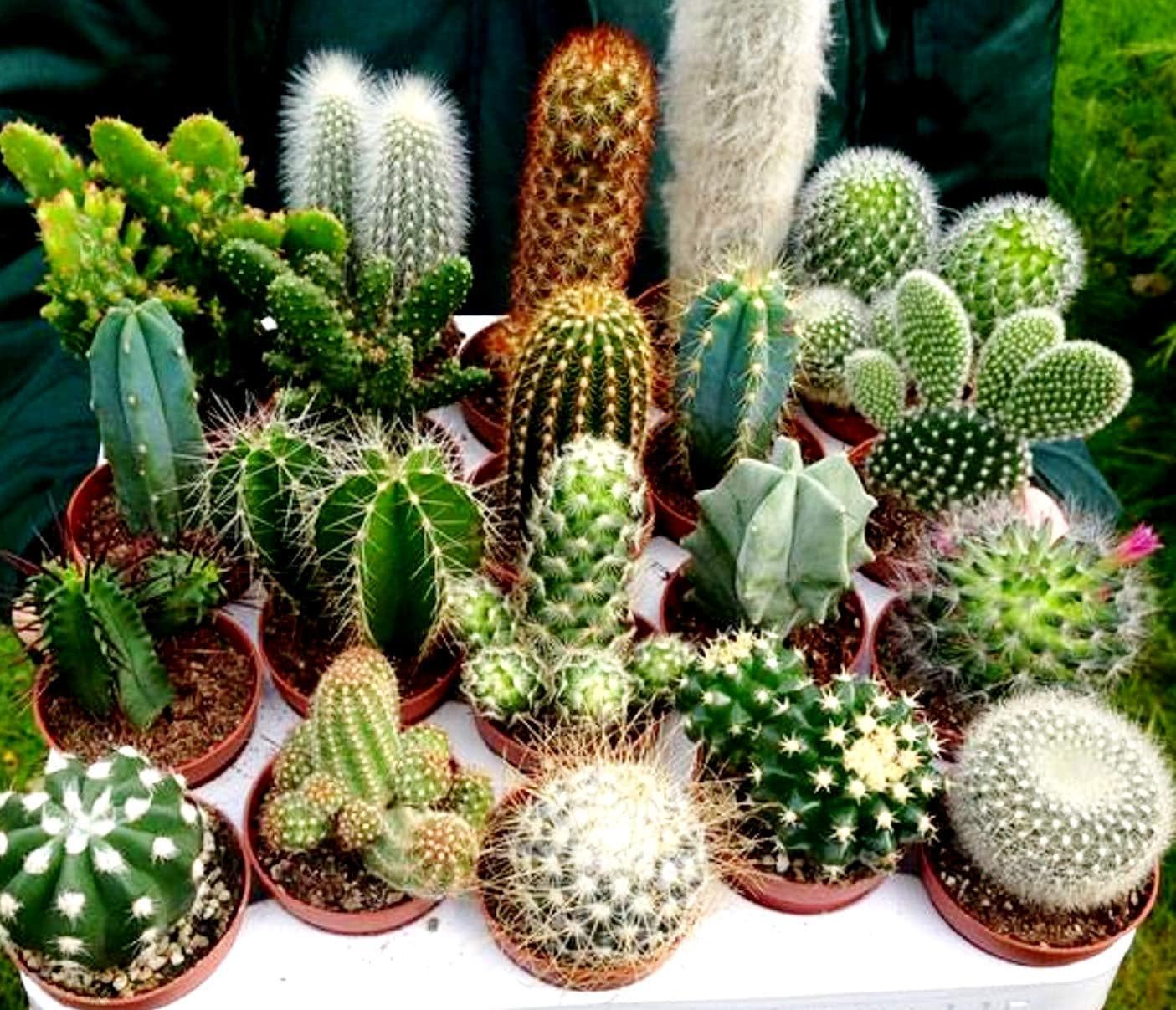 Cactus seed mix, best gift for him her mom dad teacher, indoor outdoor home decor birthday DIY gardening perennial house plant cacti