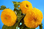 Sun Gold Teddy Bear Sunflower seeds, best gift for him her mom dad outdoor home decor birthday teacher gifts DIY flowering plants gardening