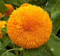 Sun Gold Teddy Bear Sunflower seeds, best gift for him her mom dad outdoor home decor birthday teacher gifts DIY flowering plants gardening