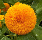 Sun Gold Teddy Bear Sunflower seeds, best gift for him her mom dad outdoor home decor birthday teacher gifts DIY flowering plants gardening