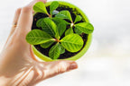 Madagascar Jewel Seeds: Organic House Plant, Euphorbia, Easy to Grow, with Simple Instructions