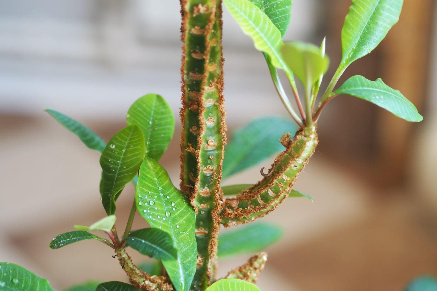 Madagascar Jewel Seeds: Organic House Plant, Euphorbia, Easy to Grow, with Simple Instructions