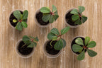 Madagascar Jewel Seeds: Organic House Plant, Euphorbia, Easy to Grow, with Simple Instructions