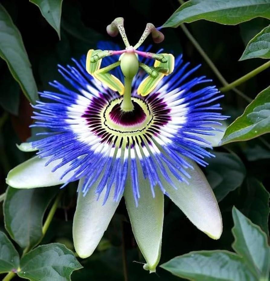 Purple Blue Passion Flower Seeds: Perennial Climbing Vine, Passiflora, Flowering Plants