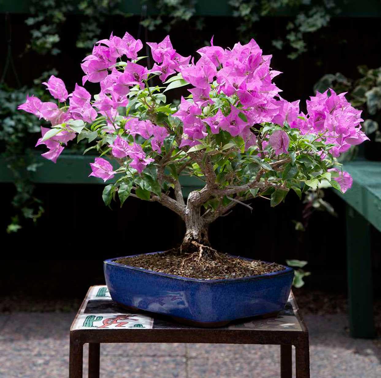 Purple Flowering Bonsai Tree Seeds: Easy to Grow Garden and House Plant