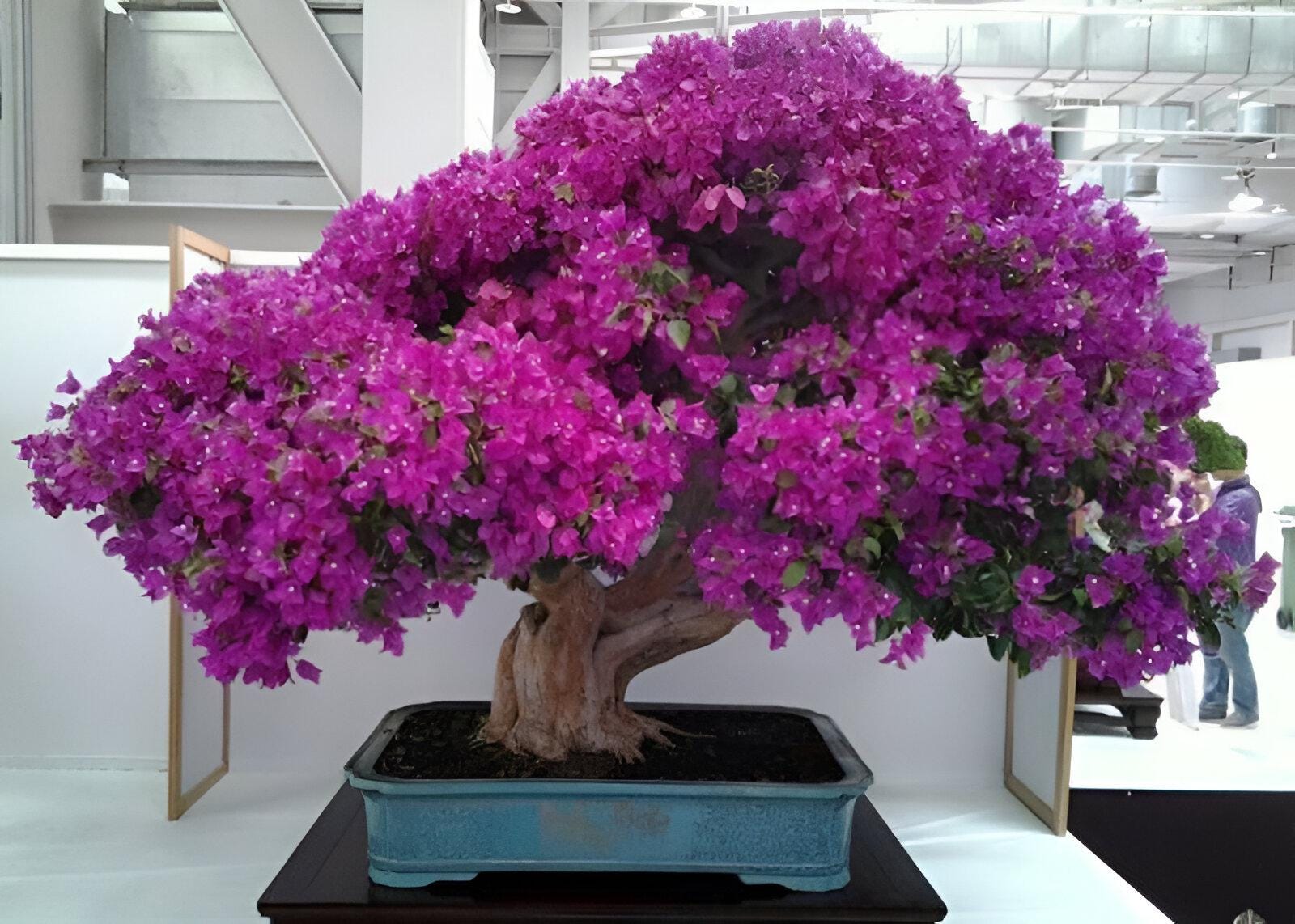 Purple Flowering Bonsai Tree Seeds: Easy to Grow Garden and House Plant