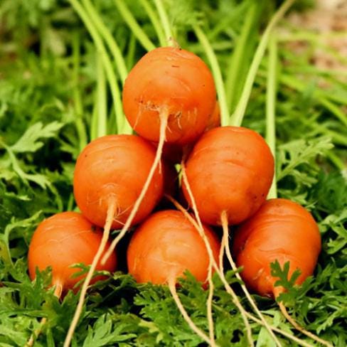 Round Carrot seeds, Daucus Carota, "Parisian Market" gardening best gift for him her mom dad teacher, kids love these strange carrots
