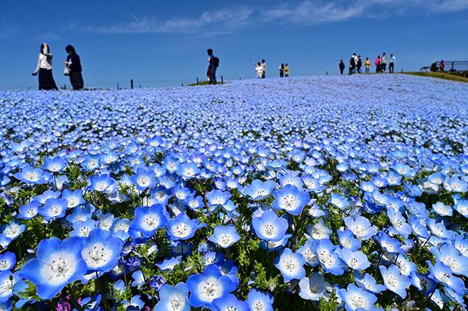 Baby Blue Eyes Flower seeds, Nemophila, best gift for him her mom dad teacher DIY gardening blue ground cover, outdoor home decor birthday
