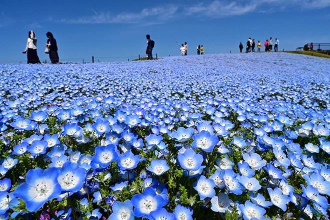 nemophila flower seeds Baby Blue Eyes Flowers Seeds
