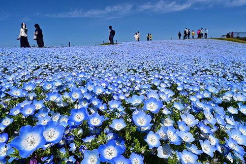 Nemophila 'Baby Blue Eyes' Flowers Seeds: Create Amazing Flower Beds, Organic Gardening
