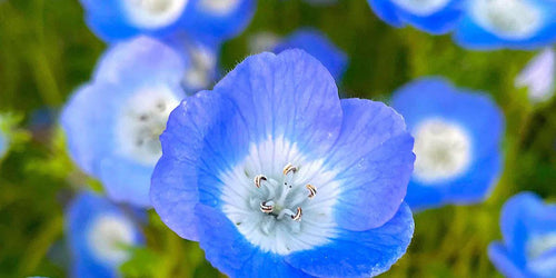 Baby Blue Eyes Flower seeds, Nemophila, best gift for him her mom dad teacher DIY gardening blue ground cover, outdoor home decor birthday