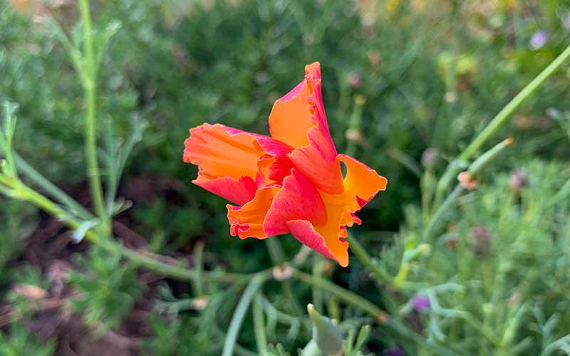 Thai Silk Poppy Flower seeds, pastel colours, best gift for him her mom dad teacher, DIY gardening home decor, flowering plants