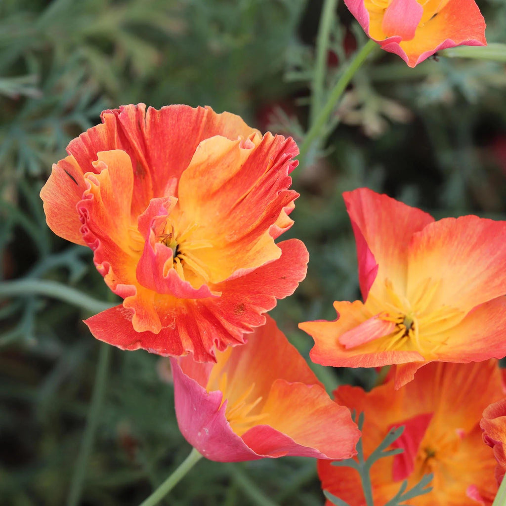Thai Silk Poppy Flower seeds, pastel colours, best gift for him her mom dad teacher, DIY gardening home decor, flowering plants