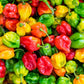 Habanero Pepper seeds mix, best gift for him her mom dad, birthday organic DIY gardening fruit vegetables herbs spices cooking baking
